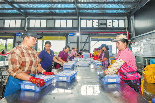 ?？诙帱c發力推動火山荔枝香飄海外